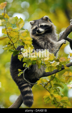 Procione comune (Procione lotor), seduto su un ramo, Germania Foto Stock