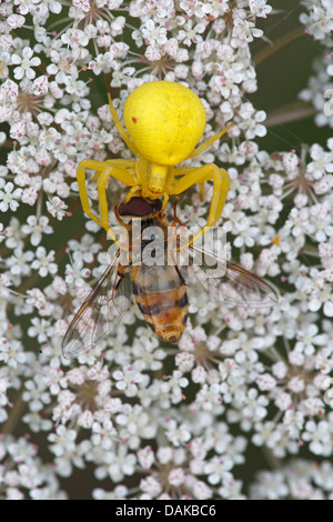 Oro ragno granchio (Misumena vatia), con catturato volare su umbellifer, Belgio Foto Stock