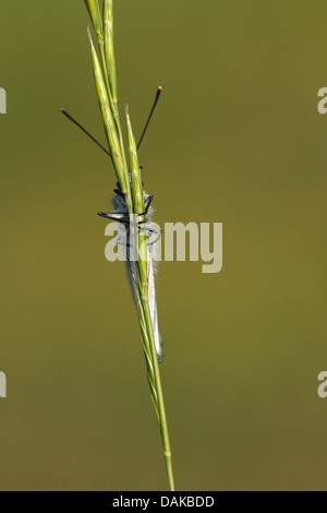 Nero-bianco venato (Aporia crataegi), su Spear, Belgio Foto Stock