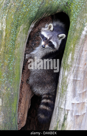 Procione comune (Procione lotor), arrampicata in un vecchio albero, Germania Foto Stock