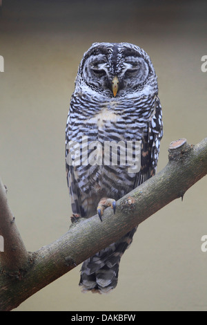 Chaco allocco (Strix chacoensis), su un ramo Foto Stock