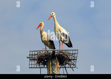 Cicogna bianca (Ciconia ciconia), due cicogne bianche sull aiuto di nesting, Germania Foto Stock