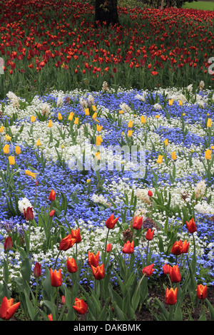 Aiuola di fiori in primavera con tulipani e dimenticare-me-middlesbrough, Germania Foto Stock