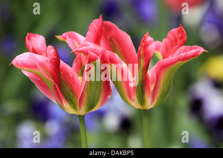 Giardino in comune tulip (Tulipa gesneriana), il verde e il rosso tulip fiori Foto Stock