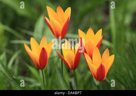 Giardino in comune tulip (Tulipa gesneriana), yellowand red tulip fiori Foto Stock