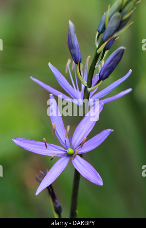 Quamash (Camassia leichtlinii), infiorescenza Foto Stock