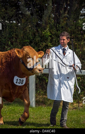 Stithians, UK. Il 15 luglio 2013. A giudicare prendere posto in uno dei concorsi di bestiame al Stithians show, Cornwall più grande una mostra per un giorno. Credito: Bob Sharples Alamy/Live News Foto Stock