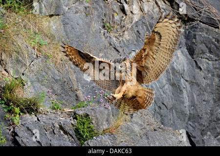 Nord del gufo reale (Bubo bubo), atterraggio su uno sperone roccioso di una cava di pietra, in Germania, in Renania settentrionale-Vestfalia Foto Stock