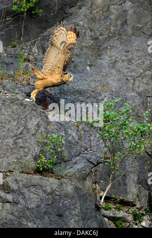 Nord del gufo reale (Bubo bubo), giovanile a partire da una parete di roccia, in Germania, in Renania settentrionale-Vestfalia Foto Stock