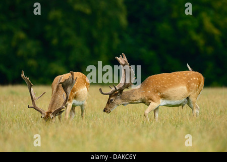 Daini (Dama Dama, Cervus dama), due cervi alimentando in un prato, Germania Foto Stock