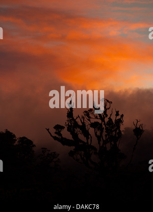 Tramonto sulla nube foresta Enga Provincia, Papua Nuova Guinea highlands Foto Stock