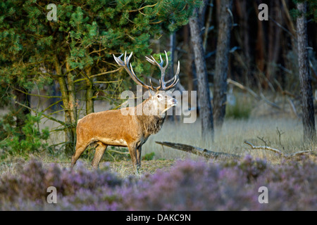 Il cervo (Cervus elaphus), solchi tempo, Paesi Bassi, Hoge Veluwe National Park Foto Stock