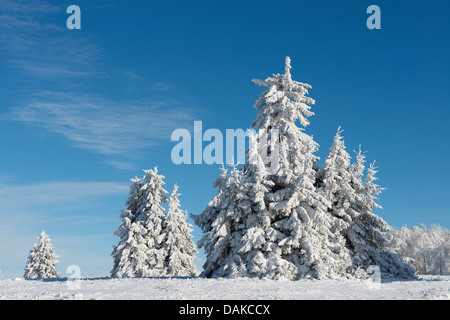 Abete (Picea abies), coperto di neve e abeti rossi a Kahler Asten, in Germania, in Renania settentrionale-Vestfalia, Sauerland Foto Stock