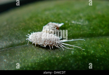 Longtailed mealybug (Pseudococcus longispinus), mealybugs su una foglia di Tarma orchid Foto Stock