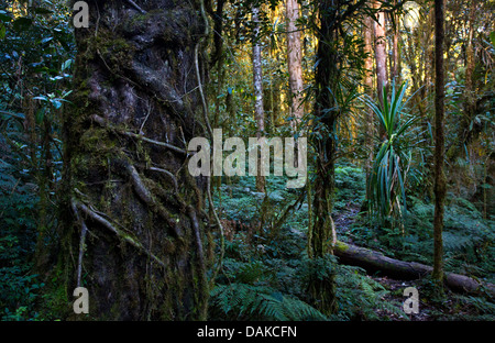 Lussureggiante temperata foresta pluviale montane crescente nelle Highlands di Papua Nuova Guinea Foto Stock