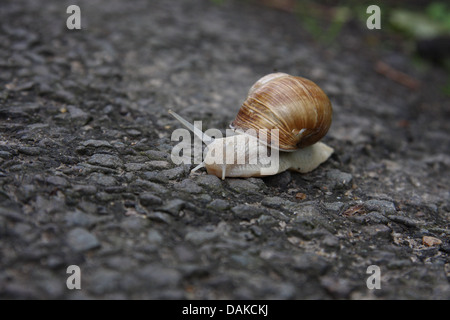 Helix pomatia, Romana lumaca, muovendo sulla strada asfaltata, completamente fuori dal guscio e estesa Foto Stock