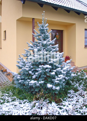 Abies lasiocarpa (Abies lasiocarpa "Argentea', Abies lasiocarpa argentea), cultivar Argentea, Germania Foto Stock