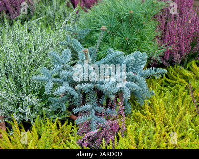 Nobile abete, abete rosso, abete bianco (Abies procera 'Glauca', Abies procera glauca), cultivar Glauca insieme con il mit Calluna vulgaris, Empetrum nigrum Bernstein und Pinus strobus radiata Foto Stock