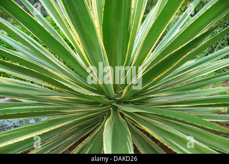 Maguey Lechugilla (Agave angustifolia 'Marginata', Agave angustifolia Marginata), cultivar marginata Foto Stock