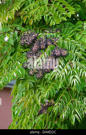 Angelica giapponese Tree (Aralia elata), il ramo con frutti, Belgio Foto Stock