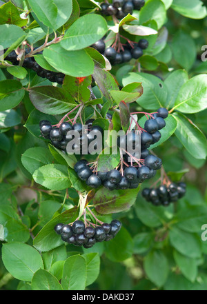 Black Chokeberry (Aronia melanocarpa, Photinia melanocarpa), il ramo con frutti, Germania Foto Stock