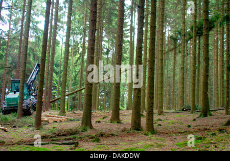 Abete (Picea abies), harvester macchinoso nel bosco di abete rosso, in Germania, in Renania settentrionale-Vestfalia, Bergisches Land Foto Stock