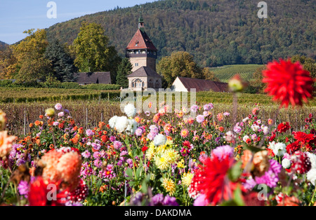 Georgina (Dahlia spec.), Georgina campo, in Germania, in Renania Palatinato, Geilweilerhof Foto Stock