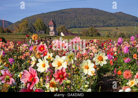 Georgina (Dahlia spec.), Georgina campo, in Germania, in Renania Palatinato, Geilweilerhof Foto Stock