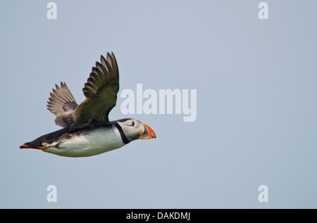 Puffin in volo Foto Stock