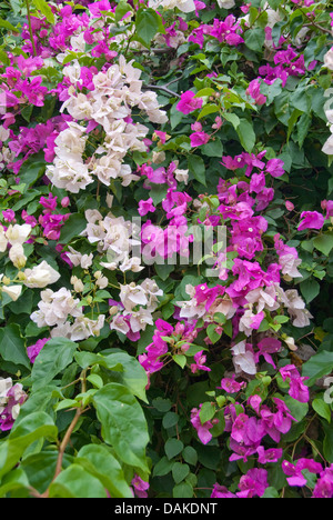 Bouganvillea (Bougainvillea glabra), fioritura, Sud Africa, Mpumalanga Foto Stock