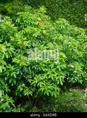 Mexican orange blossom (Choisya ternata), Paesi Bassi Foto Stock