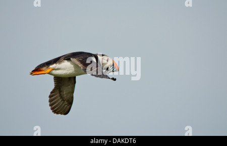 Puffin in volo con il cicerello Foto Stock