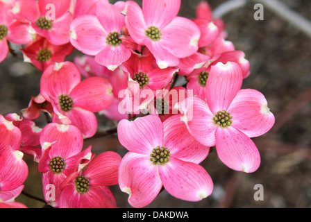 Fioritura sanguinello, American bosso (Cornus florida " Rubra', Cornus florida Rubra, Cornus florida f. rubra), cultivar Rubra Foto Stock