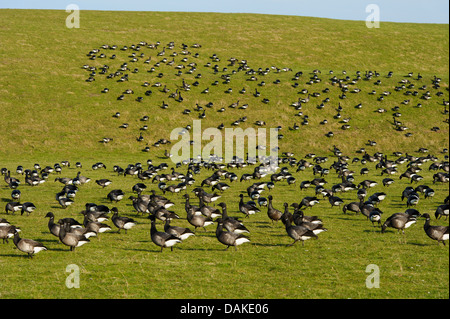 Brent goose (Branta bernicla), gregge appoggiato su di una diga, Paesi Bassi, Texel Foto Stock