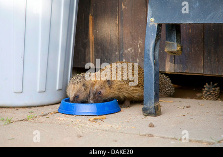 Western riccio, Europeo riccio (Erinaceus europaeus), due porcospini mangiare alimenti per gatti al di fuori di un recipiente di alimentazione, Germania Foto Stock