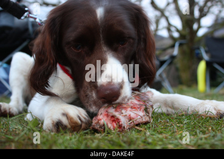 Tipo di lavoro english springer spaniel gundog pet di mangiare cibo crudo Foto Stock