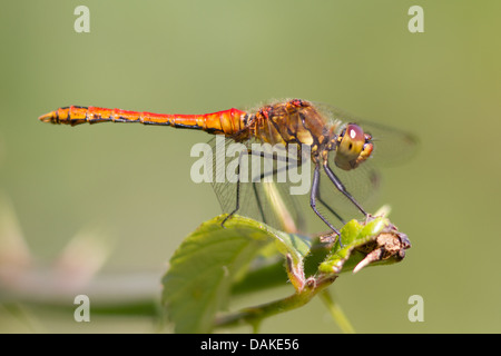 Ruddy maschio darter dragonfly (sympetrum sanguineum) Foto Stock