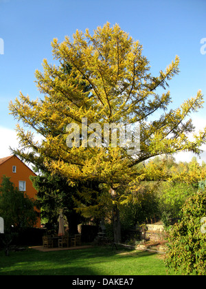 Giapponese larice (Larix kaempferi), singolo albero in autunno, Germania Foto Stock