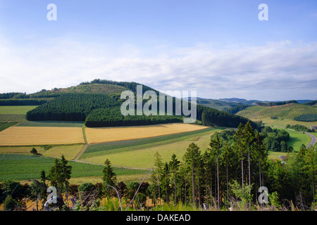 Foresta sommerly, prato e il paesaggio di campo, in Germania, in Renania settentrionale-Vestfalia, Sauerland Foto Stock