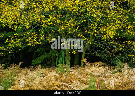 Bracken fern (Pteridium aquilinum), il bordo della foresta in autunno a secco con la felce, in Germania, in Renania settentrionale-Vestfalia, Bergisches Land Foto Stock