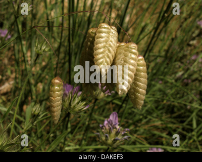 Grande vacilla-erba (Briza maxima), spikelets, Grecia, PELOPONNESO Foto Stock