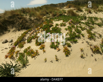 Sally il mio bel, hottentot fig (Carpobrotus acinaciformis), naturalizzato su una duna, Grecia, Peloponneso, Elafonissos Foto Stock