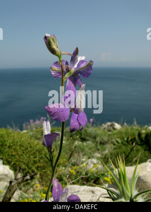 Dubbia Knight's-sperone, Larkspur, annuale (Delphinium Consolida ajacis, Delphinium ajacis), nel selvaggio presso la costa mediterranea, Grecia, Peloponneso, Mani Foto Stock