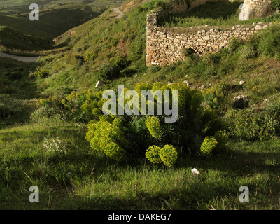 Grande mediterraneo (Euforbia Euphorbia characias), fioritura, Grecia, Peloponneso, Acrocorinth Foto Stock