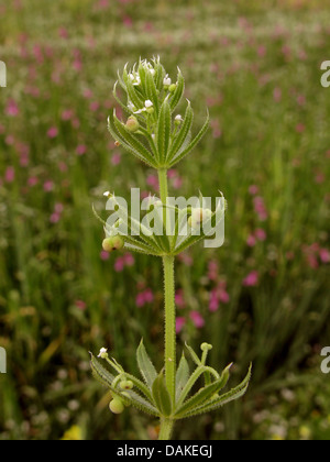 Bedstraw threehorn, rough-frutto di mais (bedstraw Galium tricornutum), con fiori e frutta, Grecia, PELOPONNESO Foto Stock