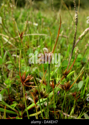 Rush nana (Juncus capitatus), fioritura, Grecia, PELOPONNESO Foto Stock