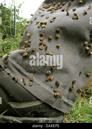 Il Segugio del comune di lingua, houndstoungue (Cynoglossum officinale), frutta aderente al pantalone in Germania, in Renania settentrionale-Vestfalia Foto Stock