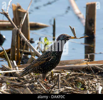 Starling comune (Sturnus vulgaris), con materiale di nidificazione nel becco, Germania Foto Stock