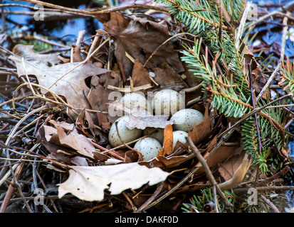 (Moorhen Gallinula chloropus), uova nel nido di uccelli, Germania Foto Stock