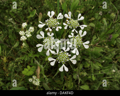 Mediterraneo (Hartwort Tordylium apulum), infiorescenza, Grecia, PELOPONNESO Foto Stock